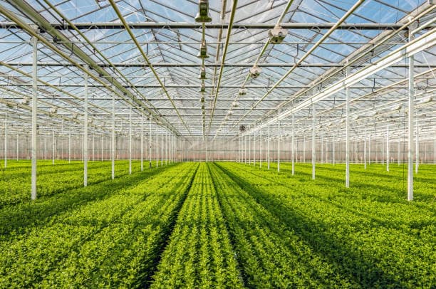Green House Farming